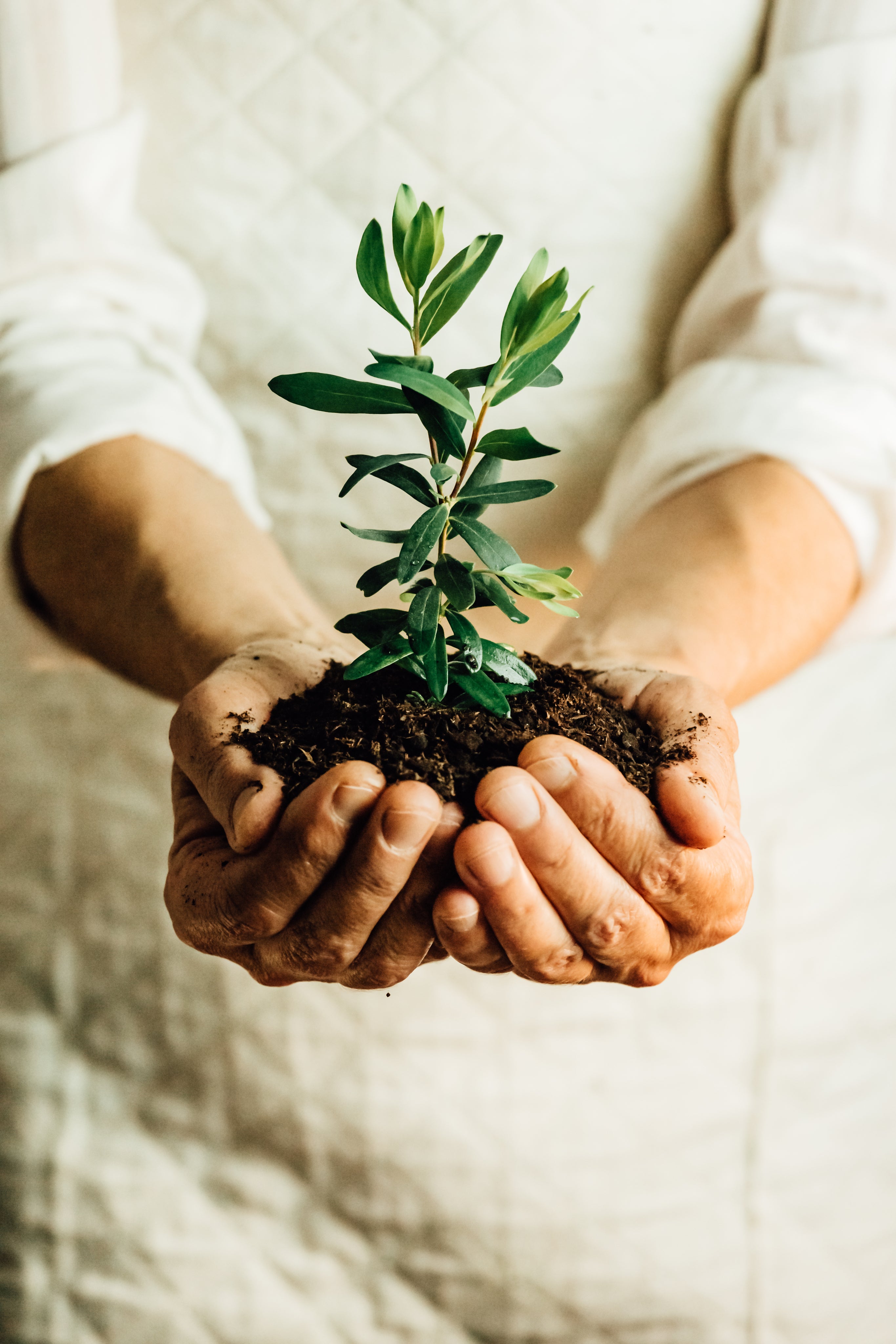 hands-cup-to-hold-a-small-plant-in-dirt.jpg
